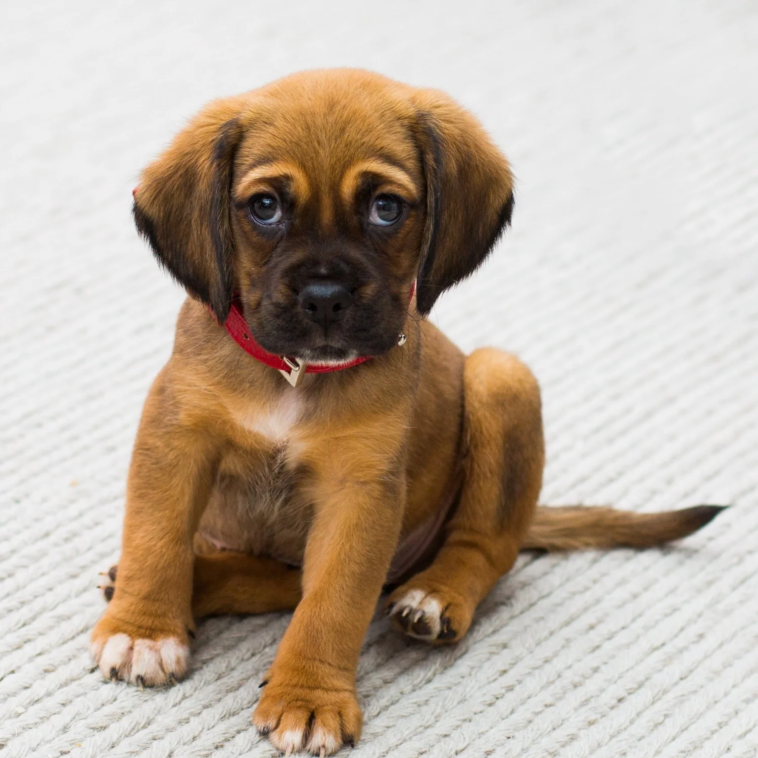 Save A Puppy Diamond Candle - Image 9